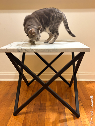 A gray tabby cat stands on the table top and sniffs at it